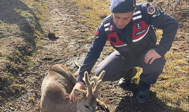 Jandarma ekiplerinin bulduğu yaralı karaca tedavi altına alındı