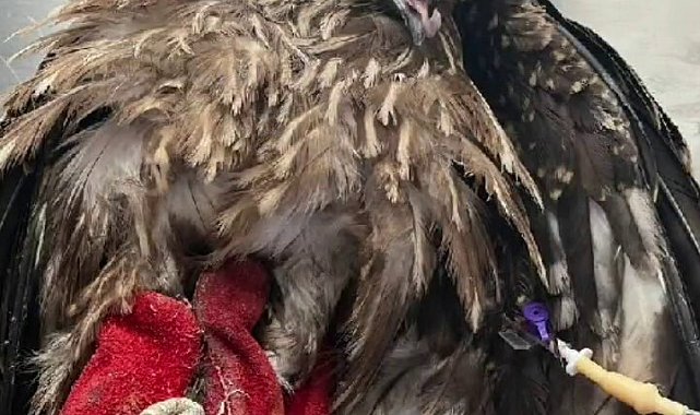 Kara çaylaklar özgürlüğe uçtu