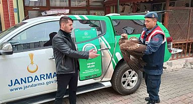 Karaman'da yaralı bulunan Kızıl Şahin koruma altına alındı