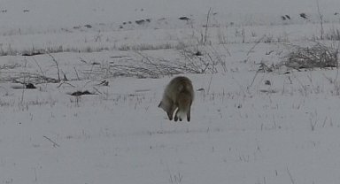Kars'ta tilkiler avını kar altında böyle yakaladı