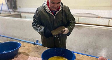 Keban Su Ürünleri Üretim Tesisinde 20 milyon yavru alabalık üretildi