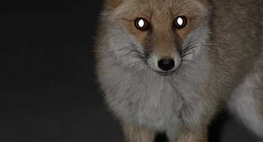 Kediyle tilkinin yemek mücadelesi yüzlerde tebessüm oluşturdu