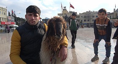 Kilis sokaklarında koyunu ile gezen genç ilgi odağı oldu