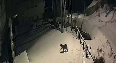 Kırmızı listedeki vaşak Bayburt'ta güvenlik kamerasına yansıdı