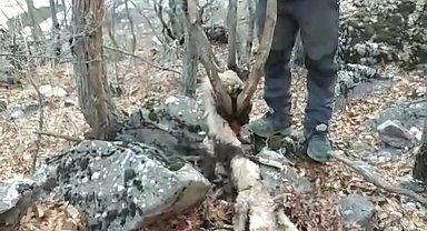 Koruma altındaki keçinin öldürülmesine vatandaş tepki gösterdi