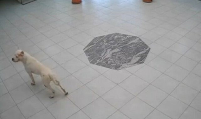 Kosova'da okula giren köpek öğrencilere saldırdı: 4 yaralı