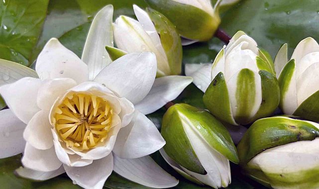 Köyceğiz Gölü'nün 'beyaz nilüfer'i dünyaya açılıyor