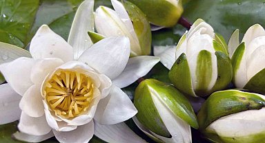 Köyceğiz Gölü'nün 'beyaz nilüfer'i dünyaya açılıyor