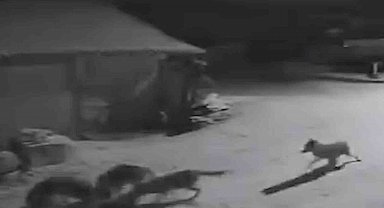 Köye inen kurtlar inek ve köpeği telef etti