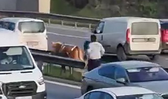 Maltepe'de E5'te sahibinden kaçan büyükbaş hayvanı kovalama anları kamerada