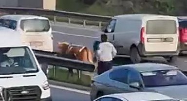 Maltepe'de E5'te sahibinden kaçan büyükbaş hayvanı kovalama anları kamerada