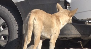 Mamak'ta köpek sürüsünün saldırdığı kadın canını zor kurtardı