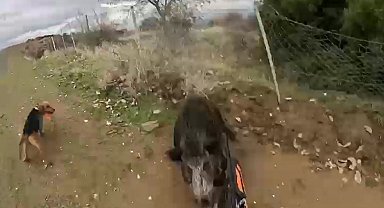 Manisa'da domuzun avcıya saldırdığı anlar kameraya yansıdı