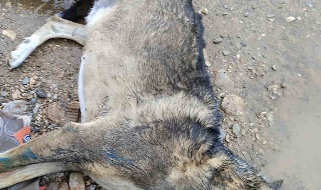 Manisa'da köpek katliamı