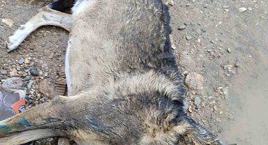 Manisa'da köpek katliamı