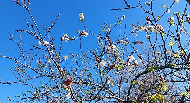 Manisa'da meyve ağaçları kış ortasında çiçek açtı