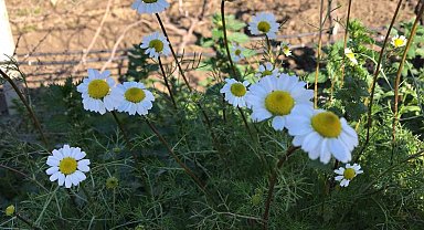 Manisa'da papatyalar da açtı