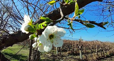 Manisa'ya yalancı bahar geldi ağaçlar çiçek açtı