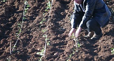 Mardin'de sahlep fidesi toprakla buluşturuldu