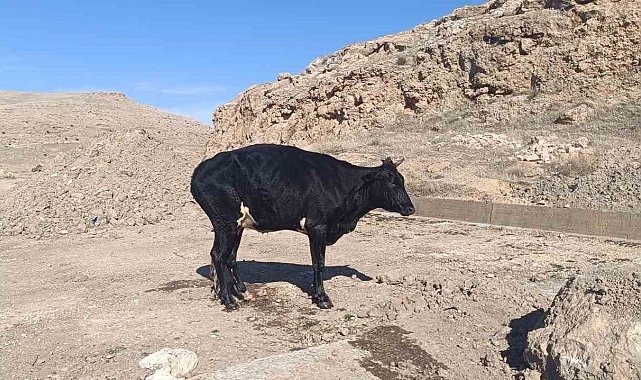 Mardin'de sulama kanalına düşen inek itfaiye ekipleri tarafından kurtarıldı