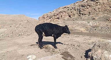 Mardin'de sulama kanalına düşen inek itfaiye ekipleri tarafından kurtarıldı