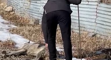 Minik Eslem'in ölümünden sonra köpekler toplanmaya başlandı