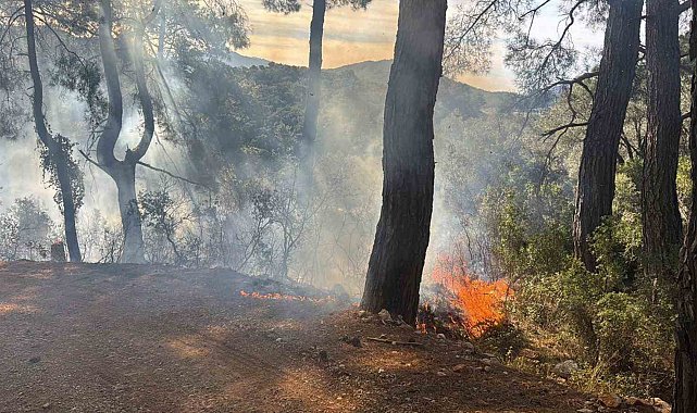 Muğla'da 2025 yılının ilk orman yangını