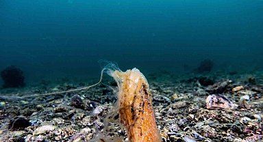 Müsilaj, deniz çayırı ve pinaları olumsuz etkiliyor