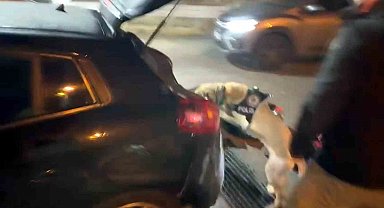 Narkotik köpeği Jack zehir tacirlerine göz açtırmadı