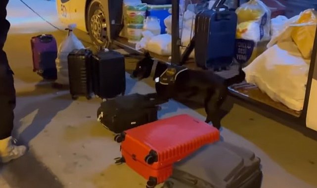 Narkotik köpeği "Naz" zehir tacirlerine geçit vermiyor