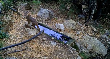 Nesli tükenme tehlikesi altındaki karakulaklar fotokapan ile görüntülendi
