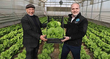 Niğde Ömer Halisdemir Üniversitesi'nde marul hasadı yapıldı