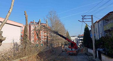 Öğrencilerin güvenliği için okullardaki ağaçlar budanıyor