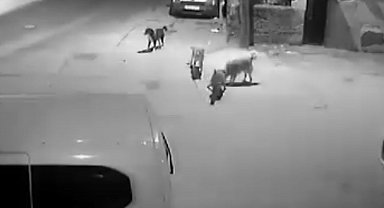 Sahipsiz köpekler kediyi parçaladı