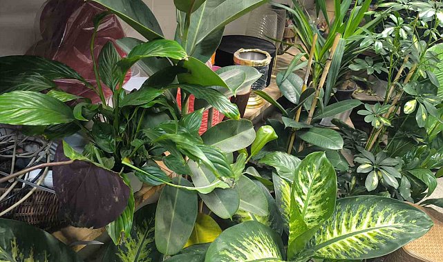 Saksı çiçeklerinde böceklenme tehlikesi