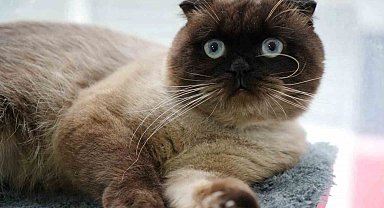 Samsun'da 6 bin 302 kedi ve köpeğe çip takıldı