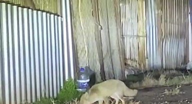 Şehir merkezine inen iki tilki ve çakallar kamerada