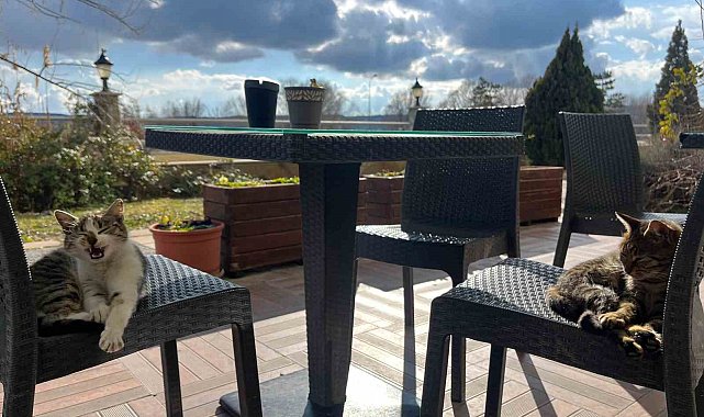 Sevimli dostlar sandalyelerde güneşli havanın keyfini çıkardı