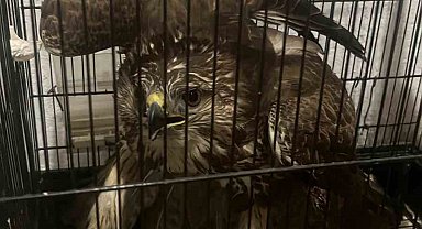 Seydikemer'de yaralı halde bulunan Şahin ekiplere teslim edilecek