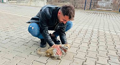 Şırnak'ta can çekişen kedi kalp masajıyla hayata tutundu