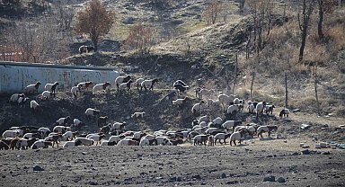 Şırnaklı konargöçer besiciler bereketli bir dönem geçiriyor