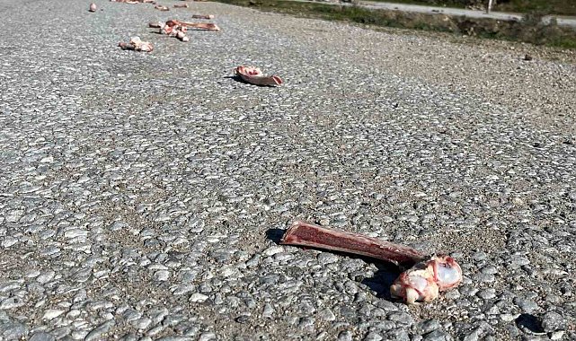 Sokak hayvanları için yollara bırakılan yiyecekler sağlığı tehdit ediyor