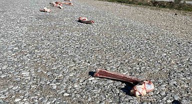 Sokak hayvanları için yollara bırakılan yiyecekler sağlığı tehdit ediyor