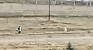 Sokak köpeklerinin saldırısına uğrayan çocuk, çuval parçası ile kurtuldu