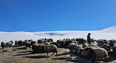 Sütey Yaylası'nda çiftçilerin zorlu kış mesaisi devam ediyor