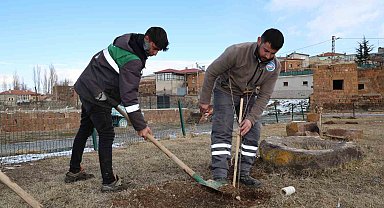 Talas kırsalındaki kamu alanlarına kestane fidanı