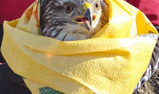 Tarlasında bulduğu yaralı kartala sahip çıktı