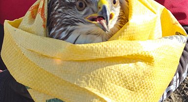 Tarlasında bulduğu yaralı kartala sahip çıktı