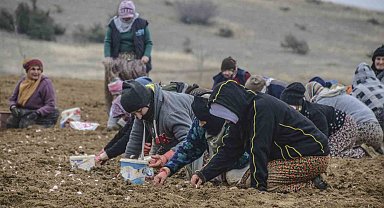 Taşköprü sarımsağı toprakla buluştu