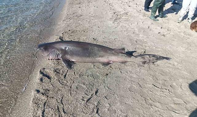 Tekirdağ'da sahilde köpek balığı bulundu